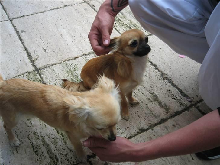 Chihuahua freja billede 5