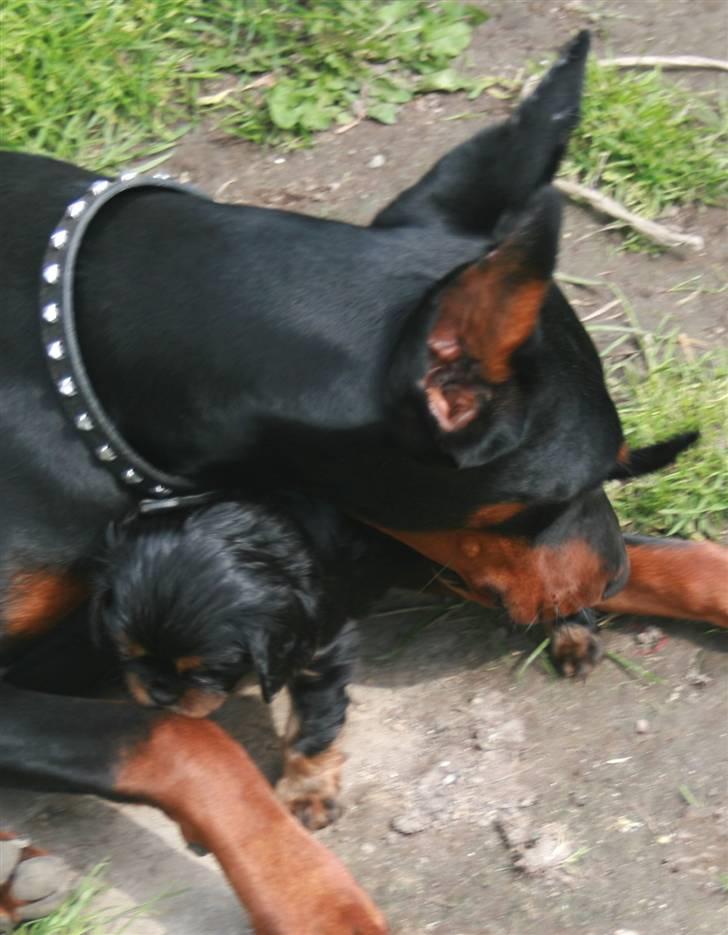 Dobermann Flora = Kronhjort - Omsorg , kærlighed og tillid - en hjertesag. billede 4