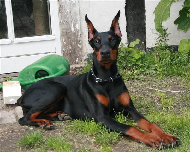Dobermann Flora = Kronhjort - En teenager - smuk og elegant billede 5