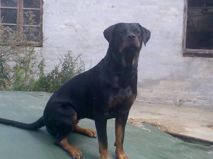 Rottweiler Kia billede 10