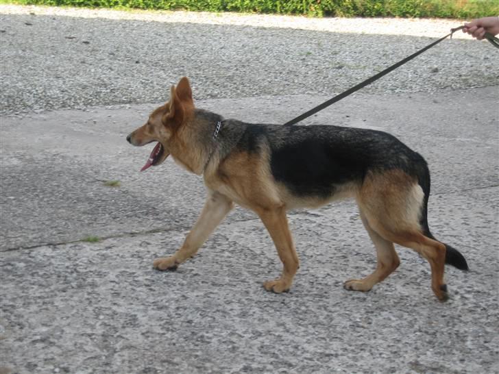 Schæferhund Bella billede 2