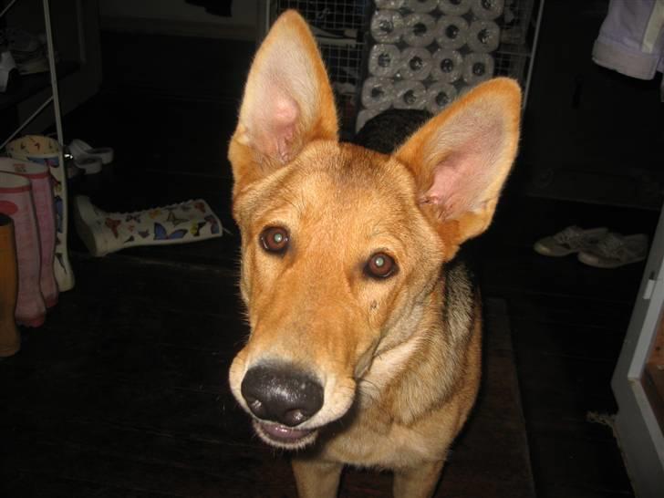 Schæferhund Bella billede 3