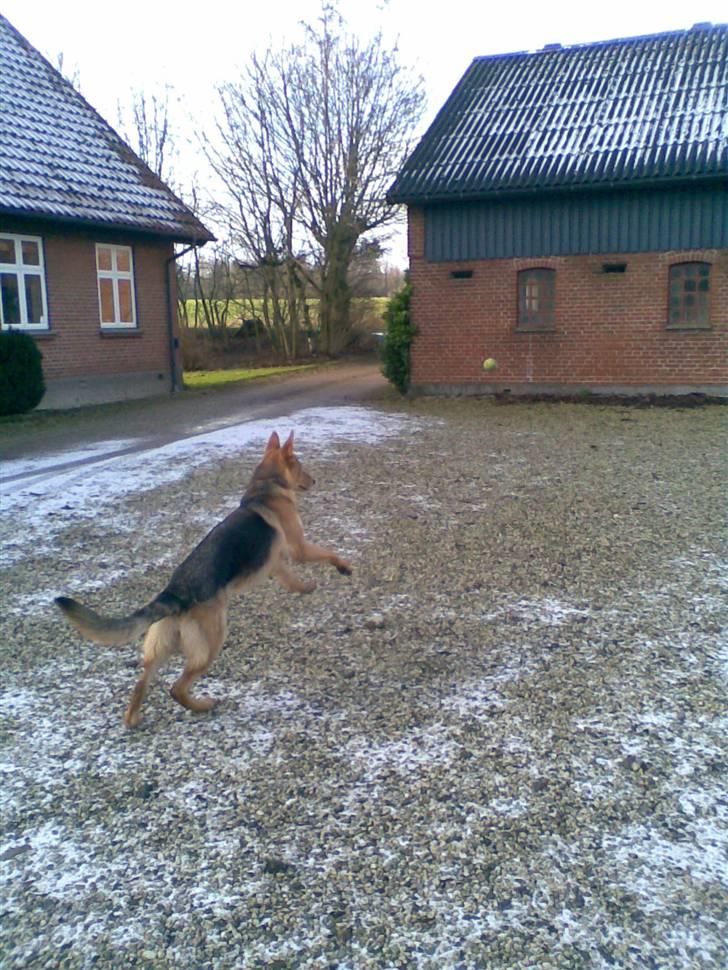 Schæferhund Bella billede 4