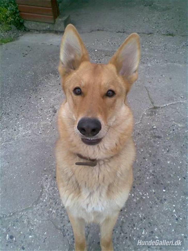 Schæferhund Bella billede 5