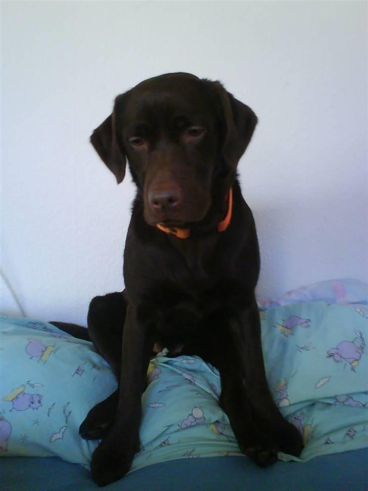 Labrador retriever freja - "er jeg ikke fin ?" hihi billede 15