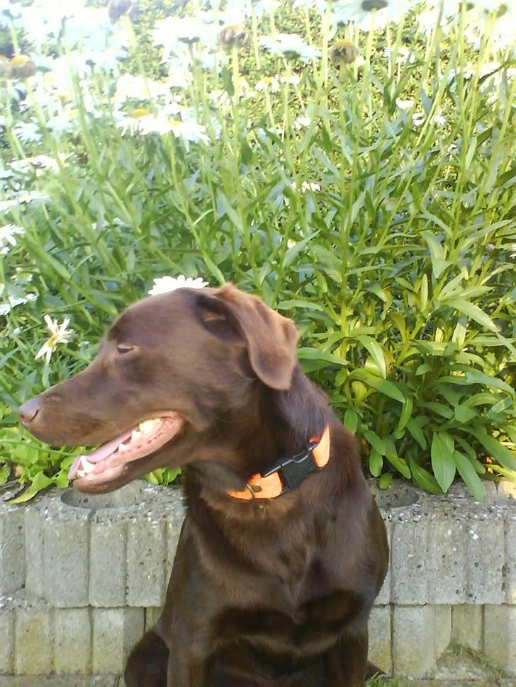 Labrador retriever freja - Ude i haven :) billede 16