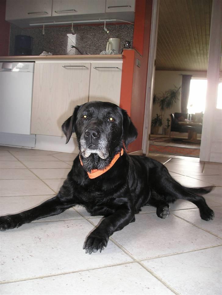 Labrador retriever sif (Død) :/  Savnet.  - 16) billede 16