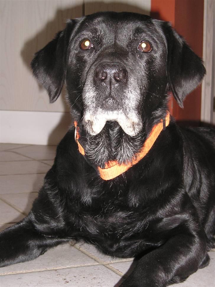 Labrador retriever sif (Død) :/  Savnet.  - 17) billede 17