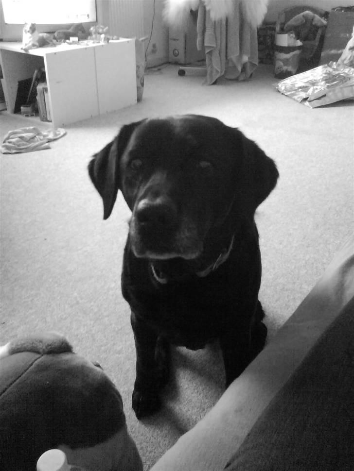 Labrador retriever sif (Død) :/  Savnet.  - 18)´ billede 18