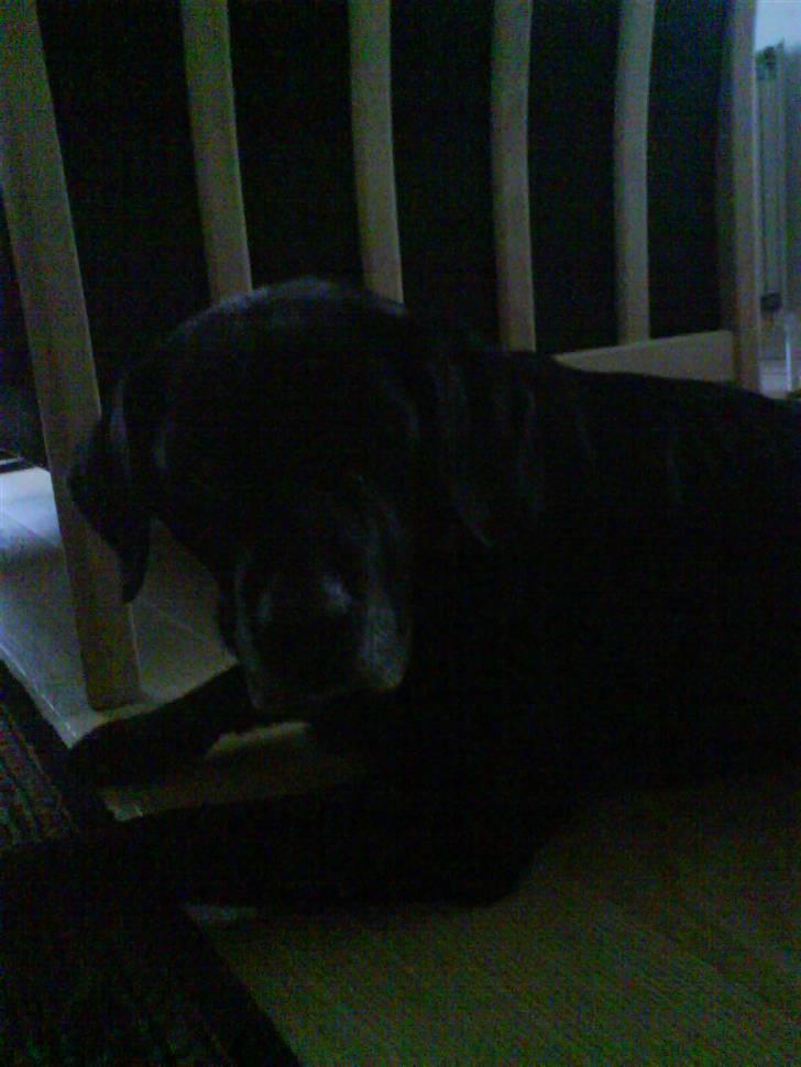 Labrador retriever sif (Død) :/  Savnet.  - 19) Endelig må jeg komme ind i stuen.. Efter 4 lange uger!! billede 19