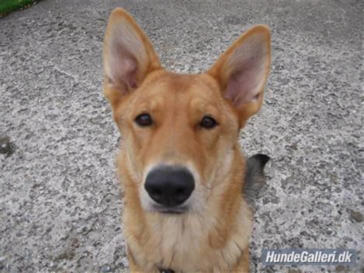 Schæferhund Bella billede 6