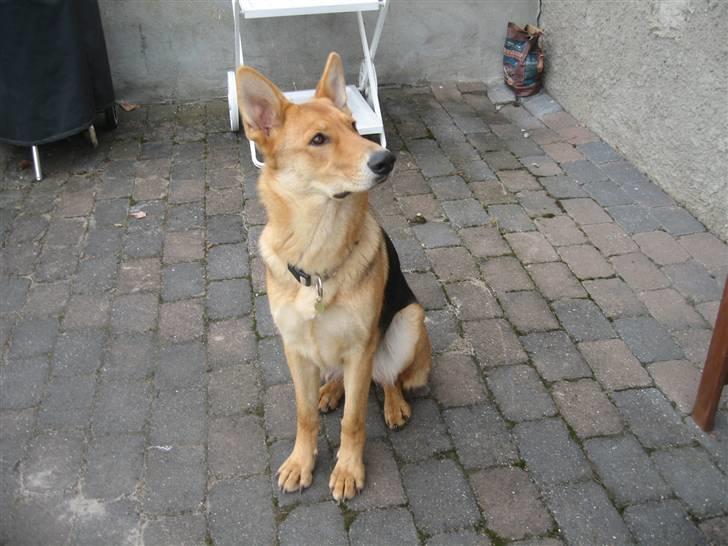 Schæferhund Bella billede 7