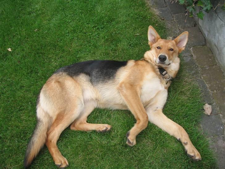 Schæferhund Bella billede 8