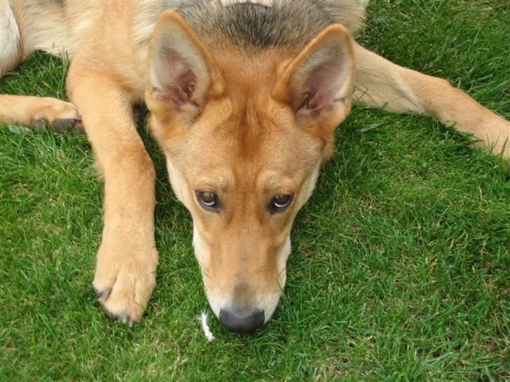 Schæferhund Bella billede 9