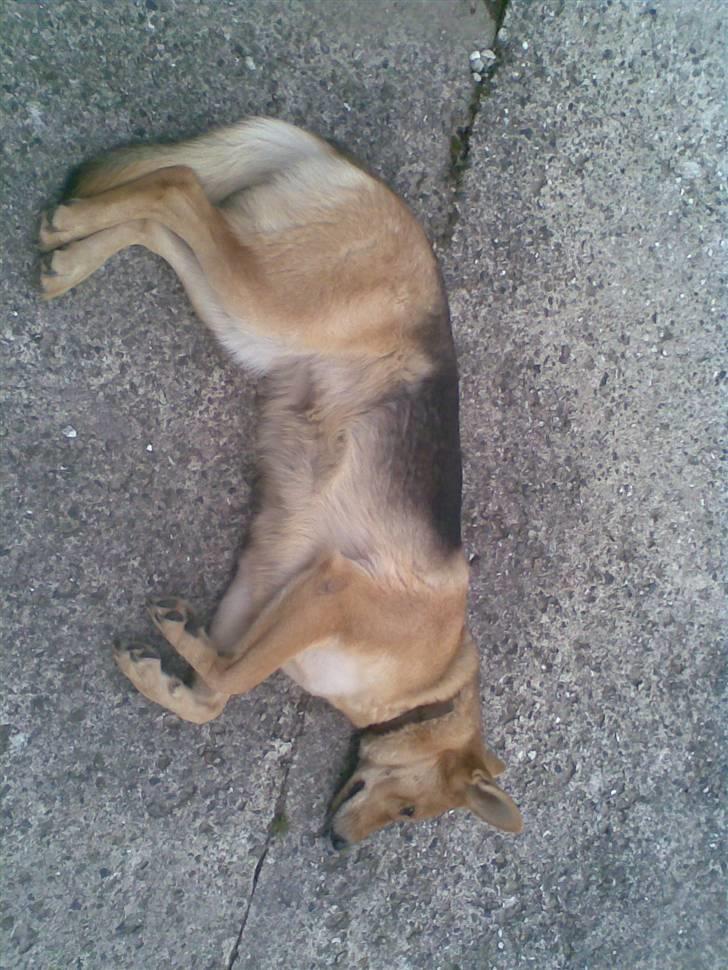 Schæferhund Bella billede 10