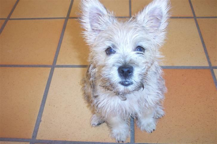 Cairn terrier molly billede 7