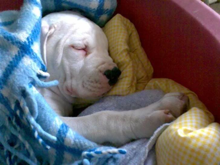 Amerikansk bulldog Bulli hvil i fred :`(  - Det er bare så dejligt at ligge varmt og blødt:) billede 1