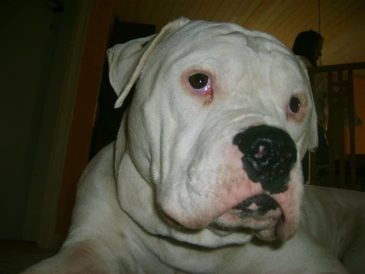 Amerikansk bulldog Bulli hvil i fred :`(  - Jeg er det fødte fotomodel:) billede 2