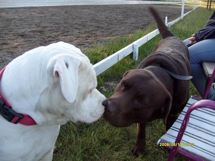 Amerikansk bulldog Bulli hvil i fred :`(  - Skal vi ikke lege ? billede 3