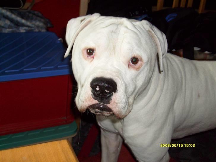 Amerikansk bulldog Bulli hvil i fred :`(  billede 4