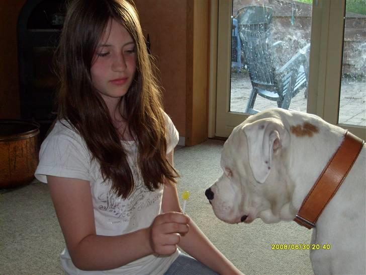 Amerikansk bulldog Bulli hvil i fred :`(  - Må jeg godt smage ? billede 5