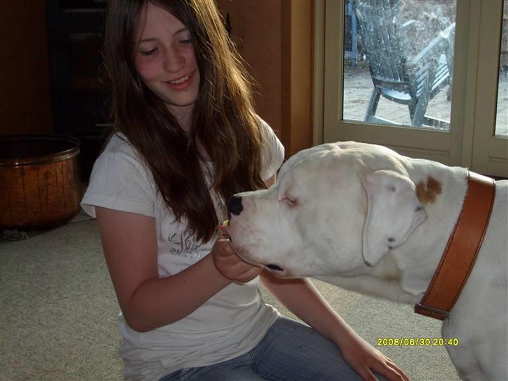 Amerikansk bulldog Bulli hvil i fred :`(  - lækkert med slikkepind :) billede 6