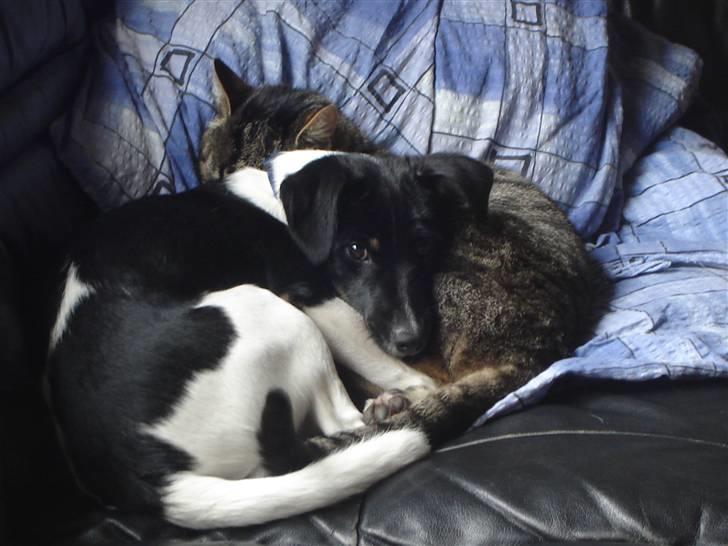 Dansk svensk gaardhund Balter - Nu sover jeg også sammen med min bedste ven - jeg er nu ½ år gammel billede 9