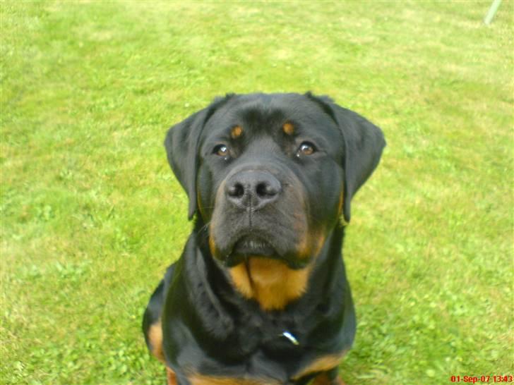 Rottweiler kato= Moars basse - mor´s dreng billede 11