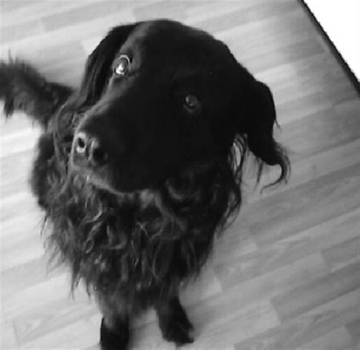 Hovawart Gizmo (HofJoy) R.I.P. - Gizmo billede 1