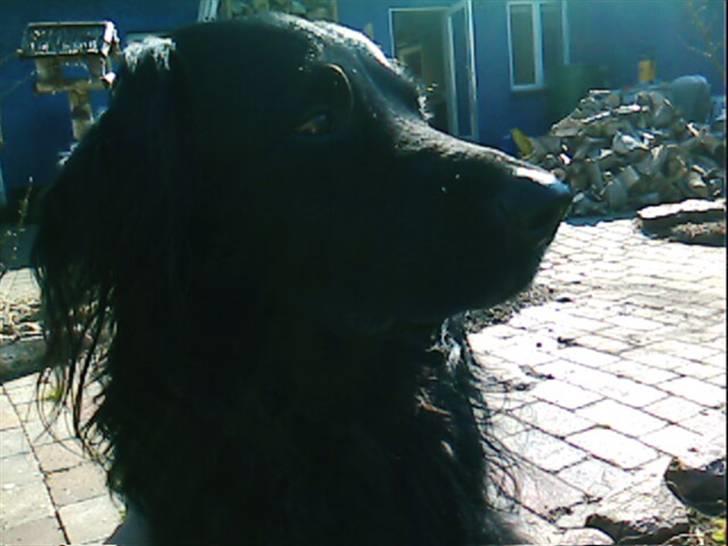 Hovawart Gizmo (HofJoy) R.I.P. - Gizmo billede 3