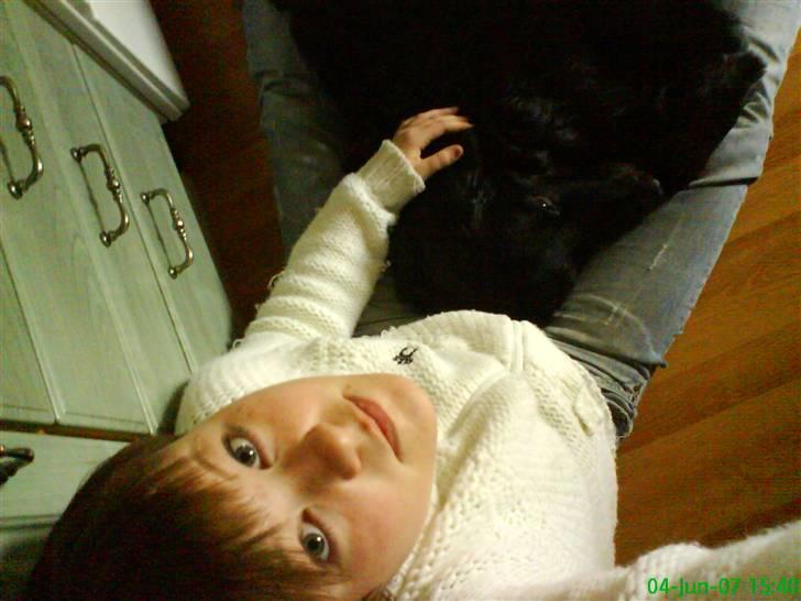 Hovawart Gizmo (HofJoy) R.I.P. - Gizmo billede 4