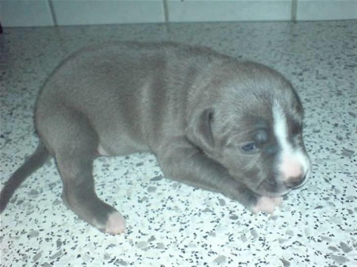 Amerikansk staffordshire terrier Alonso - Alonso som lille 26 dage gammel :) billede 2