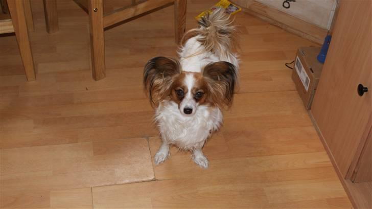 Papillon molly - smuk som en sommerfugl.. billede 1