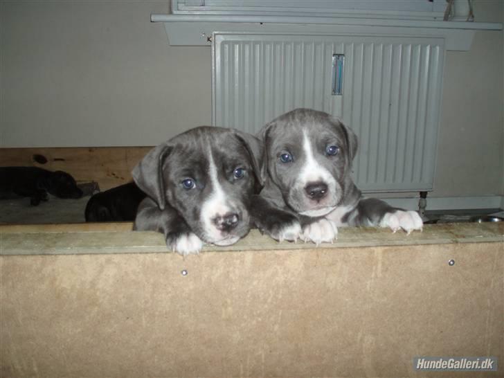 Amerikansk staffordshire terrier Alonso - Alonso med sin søster Gaia.. billede 3