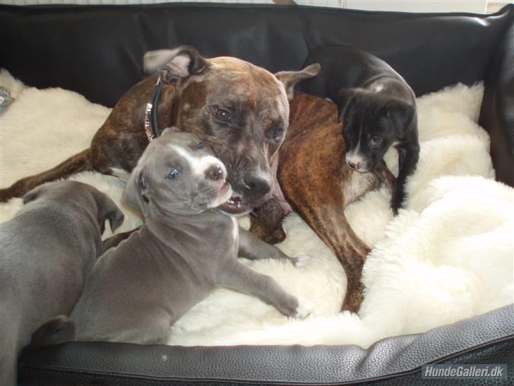 Amerikansk staffordshire terrier Alonso - Alonso sin mor Zoe og bror mand Adonis billede 4