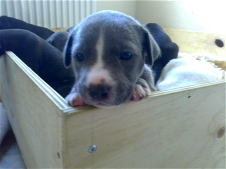 Amerikansk staffordshire terrier Alonso billede 5