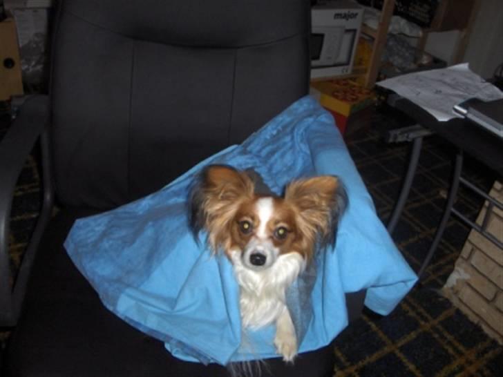 Papillon molly - det er nu rart sådan at kunne putte billede 2