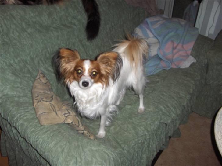 Papillon molly - hejsa billede 3