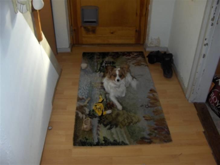 Papillon molly - jeg er lige en tur i skoven,på et lille tæppe billede 4