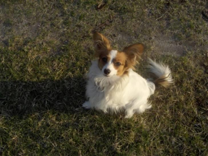 Papillon molly - hey mor hvad nu???????? billede 5
