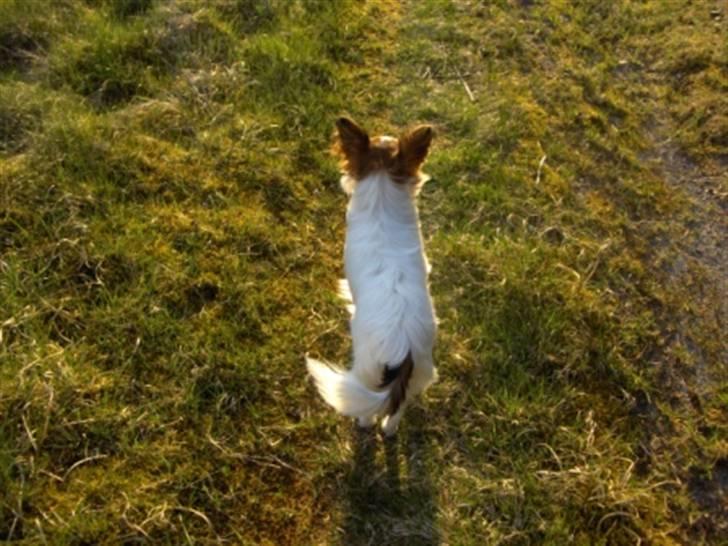 Papillon molly - hvad sker der lige derovre billede 6