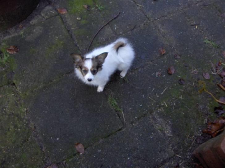 Papillon molly - her er jeg ikke så gammel og jeg har vinterpels på billede 10