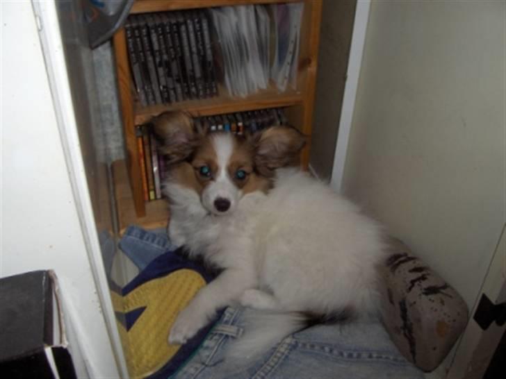 Papillon molly - jeg ligger og hviler mig de mest mærklige steder billede 11
