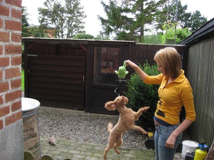 Dværgpuddel Ludvig - Hopper efter lege-frøen :) billede 9