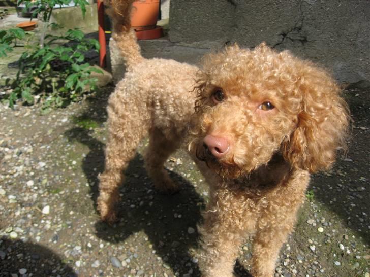 Dværgpuddel Ludvig billede 12