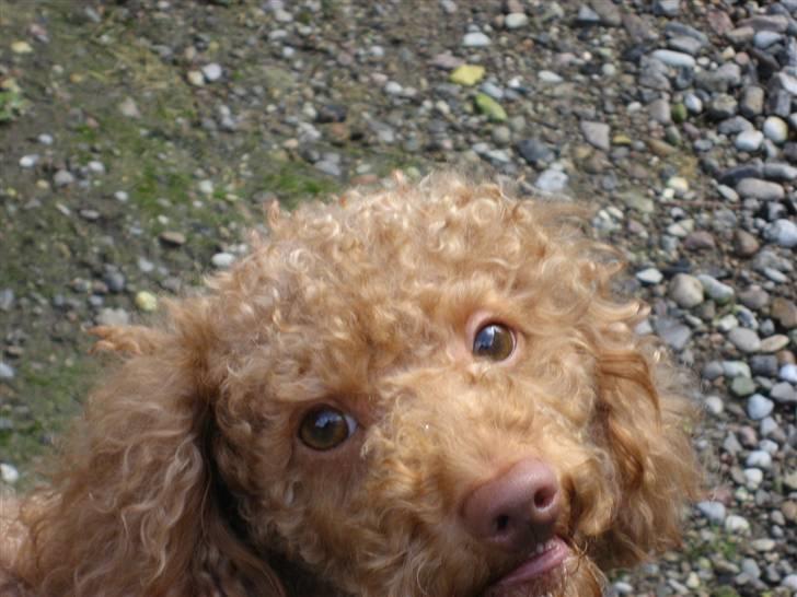 Dværgpuddel Ludvig billede 13