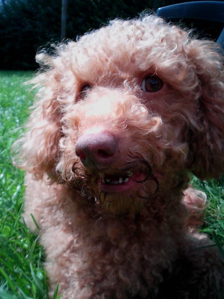 Dværgpuddel Ludvig - Beskidte tænder og snude...han fandt noget spændende at grave efter i haven. billede 15