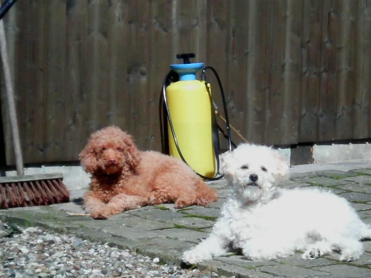 Dværgpuddel Ludvig - Hygge i solen. billede 16