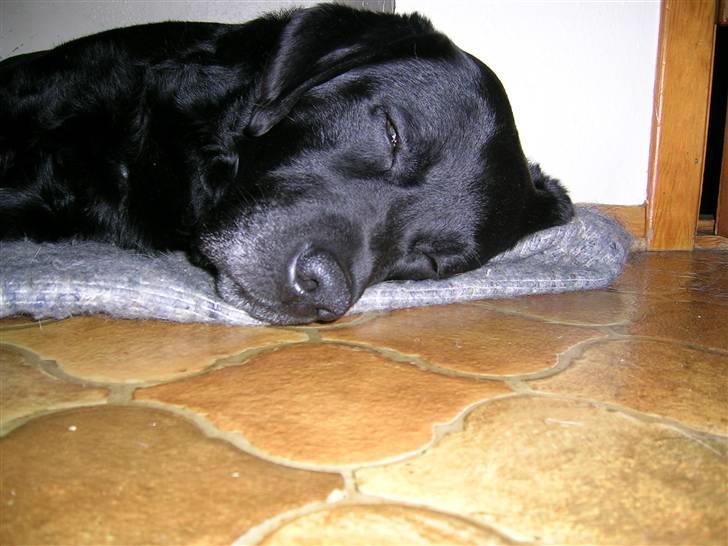 Labrador retriever Bach billede 1