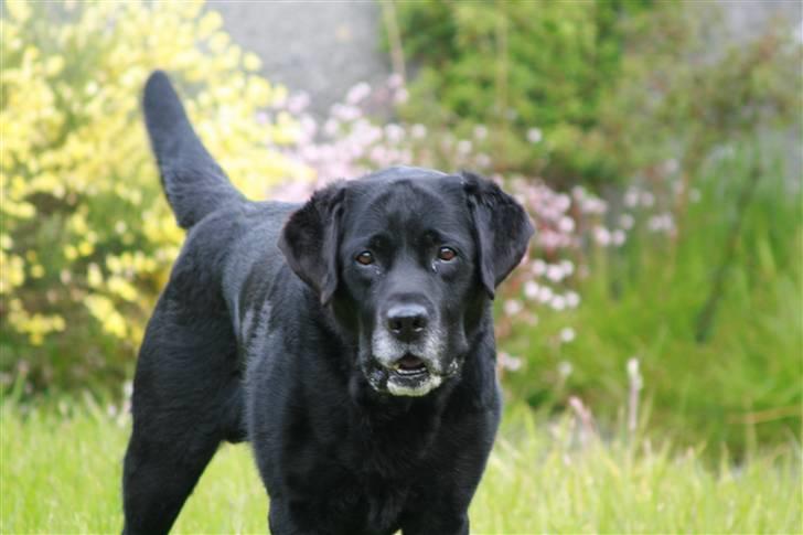 Labrador retriever Bach - her er jeg ude og lege med min lillebror som ikke ses på billedet billede 2